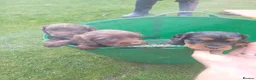Cocker Spaniel dogs for sale: Cocker spaniels pups - Advert 3