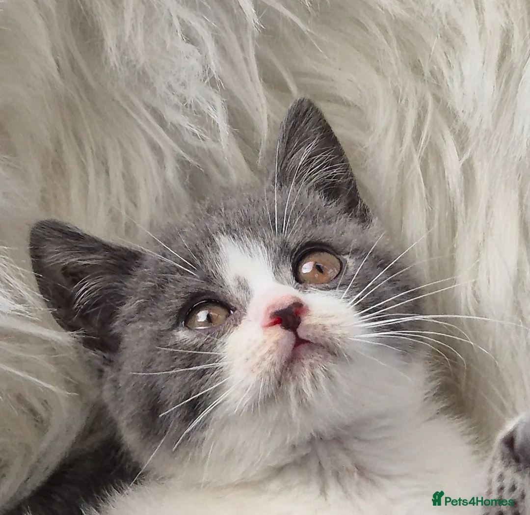 British Shorthair cats for sale: Stunning BSH kitten GCCF Reg Champion sired - Advert 34