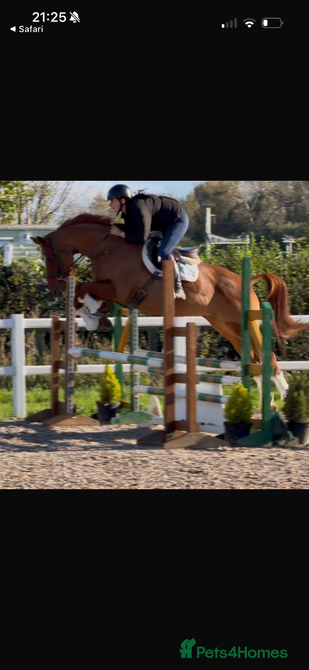 Hanoverian horses for sale: Dee - Registered Hanoverian Showstopper  - Advert 7