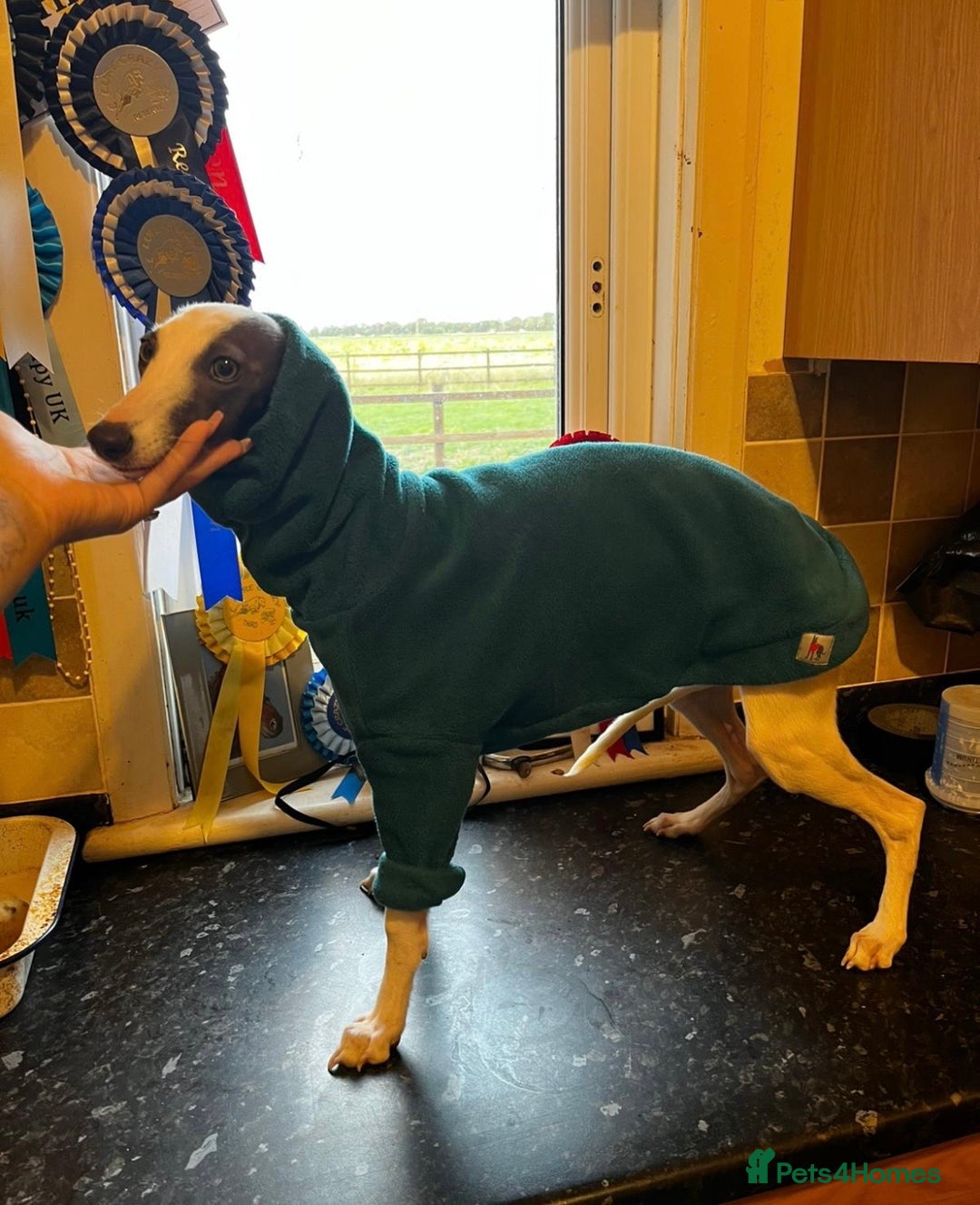 Whippet dogs for sale: Blue & White parti bitch puppy - Image 5