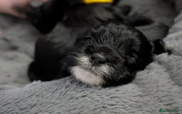 Cockapoo dogs for sale: We have Four Beautiful Cockerpoo Puppies Available - Image 22