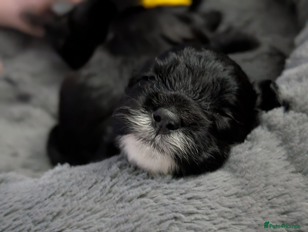 Cockapoo dogs for sale: We have Four Beautiful Cockerpoo Puppies Available - Image 22