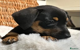 Mixed Breed dogs for sale: Stunning daxijacks ready now  - Image 13