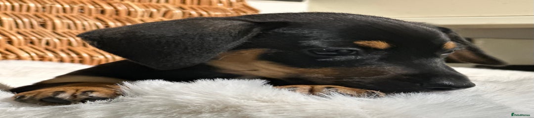 Mixed Breed Puppy 3