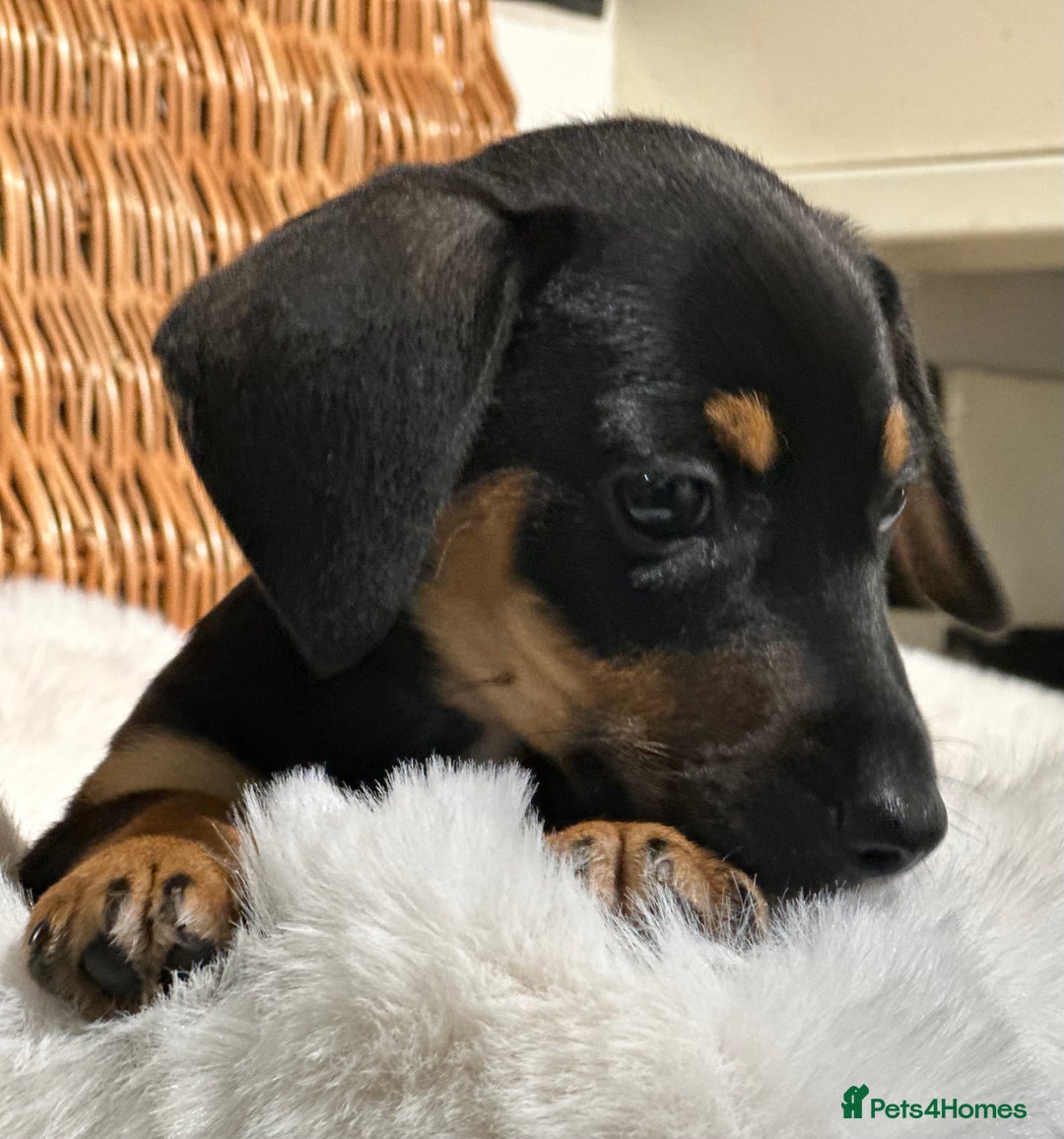 Mixed Breed dogs for sale: Stunning daxijacks ready now  - Image 13