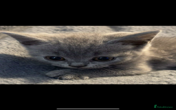 British Shorthair cats for sale: British shorthair kittens - Image 2