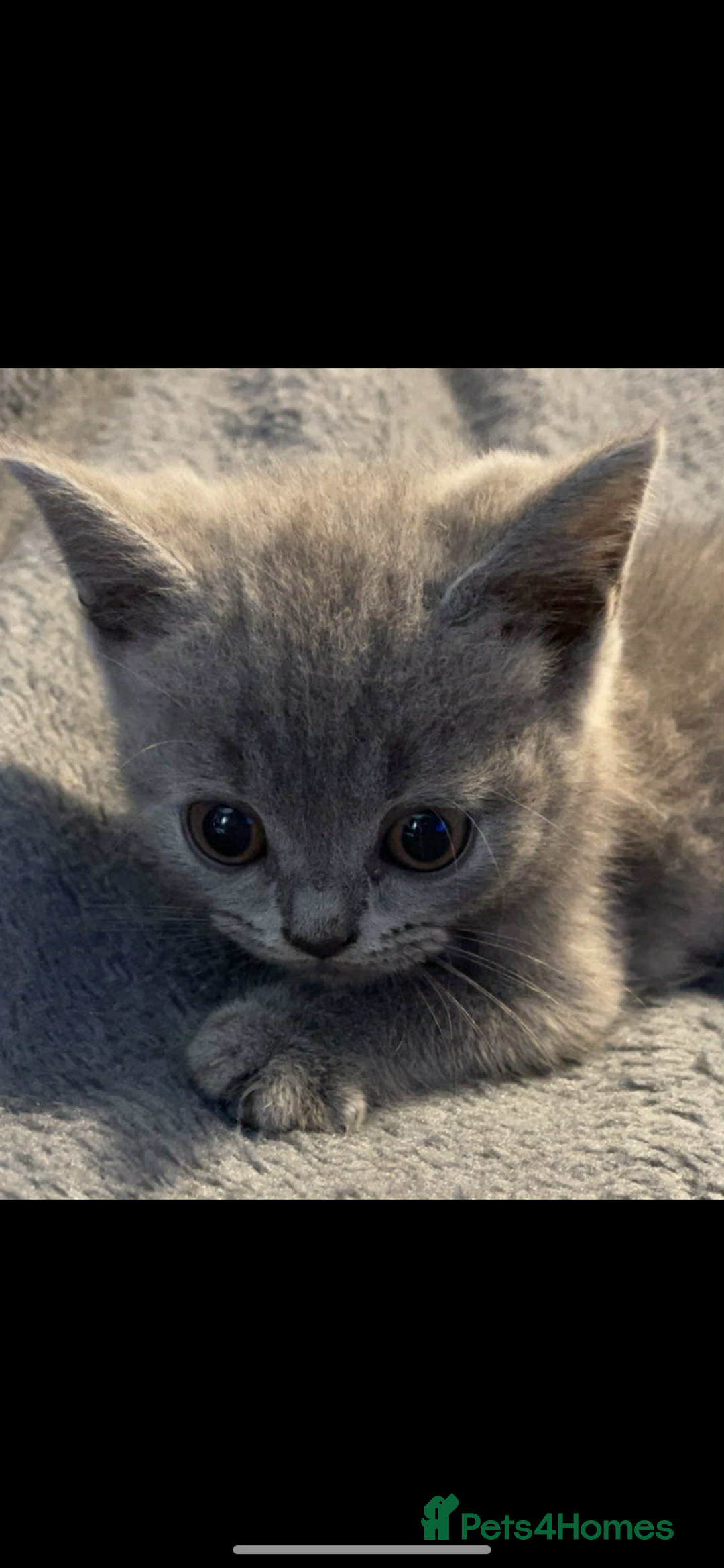 British Shorthair cats for sale: British shorthair kittens - Image 2