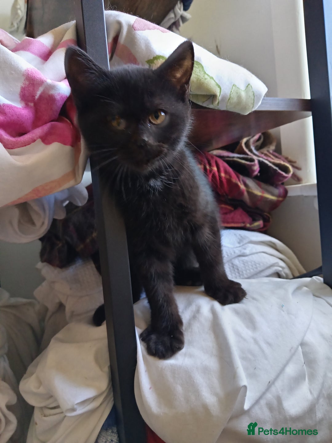 British Shorthair cats for sale: 4 British short hair lilac girls 1 choch torte boy - Image 9