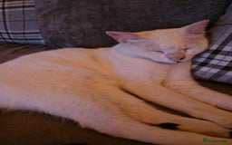 Mixed Breed cats for adoption: Confident Cuddlebug Who Loves dogs and to Chat! - Image 6