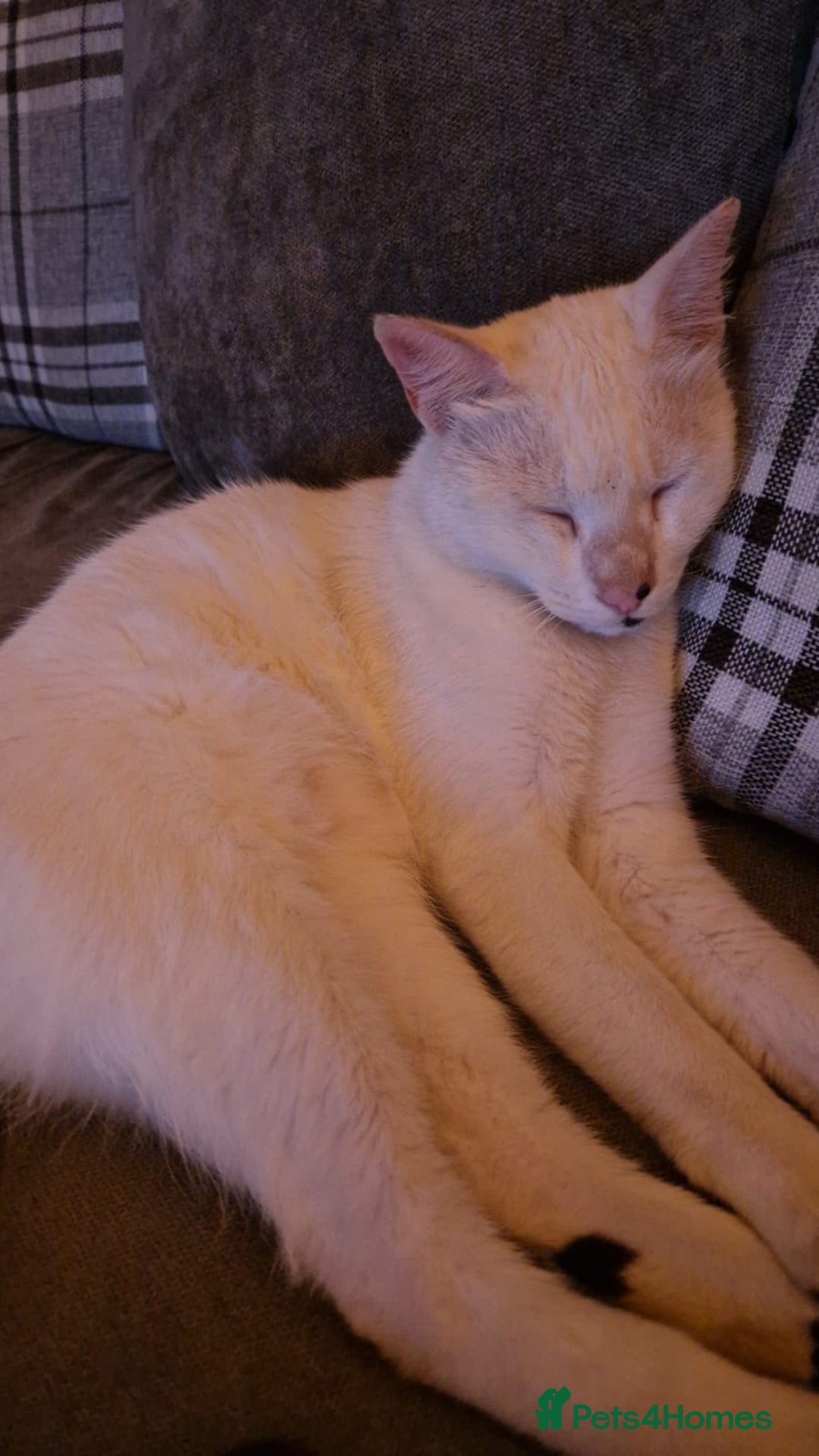 Mixed Breed cats for adoption: Confident Cuddlebug Who Loves dogs and to Chat! - Image 6