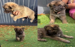 German Shepherd dogs for sale: German Shepherd Puppies, Ready to leave next week - Image 2
