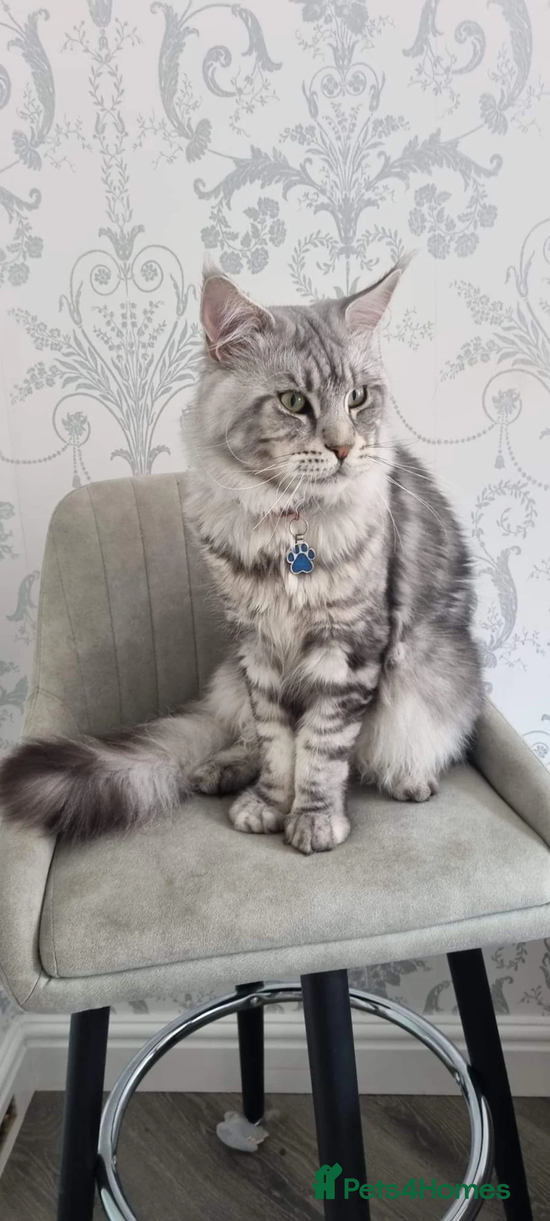 Maine Coon cats for stud: 2 XL Proven Studs 1 of them is a Tica Champion   in Royston - Advert 4