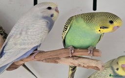 Budgerigars birds for sale: Beautiful Baby Budgies Ready now!!! - Image 15