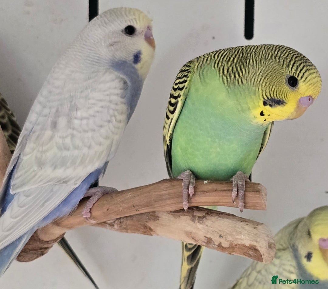 Budgerigars birds for sale: Beautiful Baby Budgies Ready now!!! - Image 15
