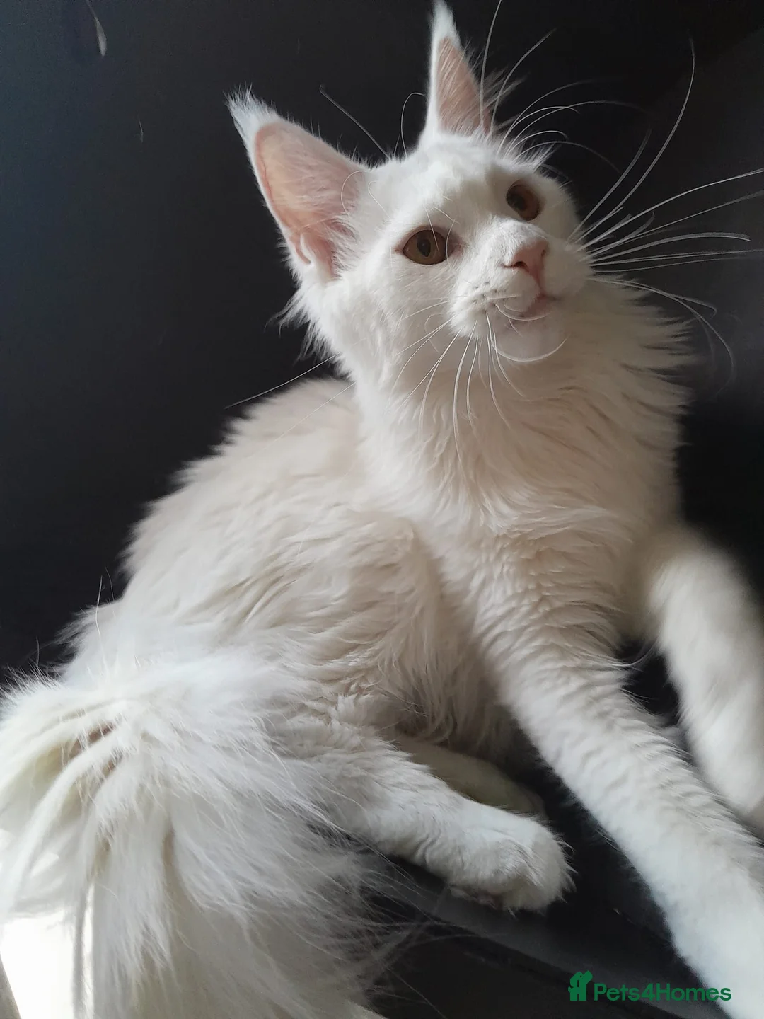 Maine Coon cats for sale: Solid white MaineCoon girl TICA - Advert 10
