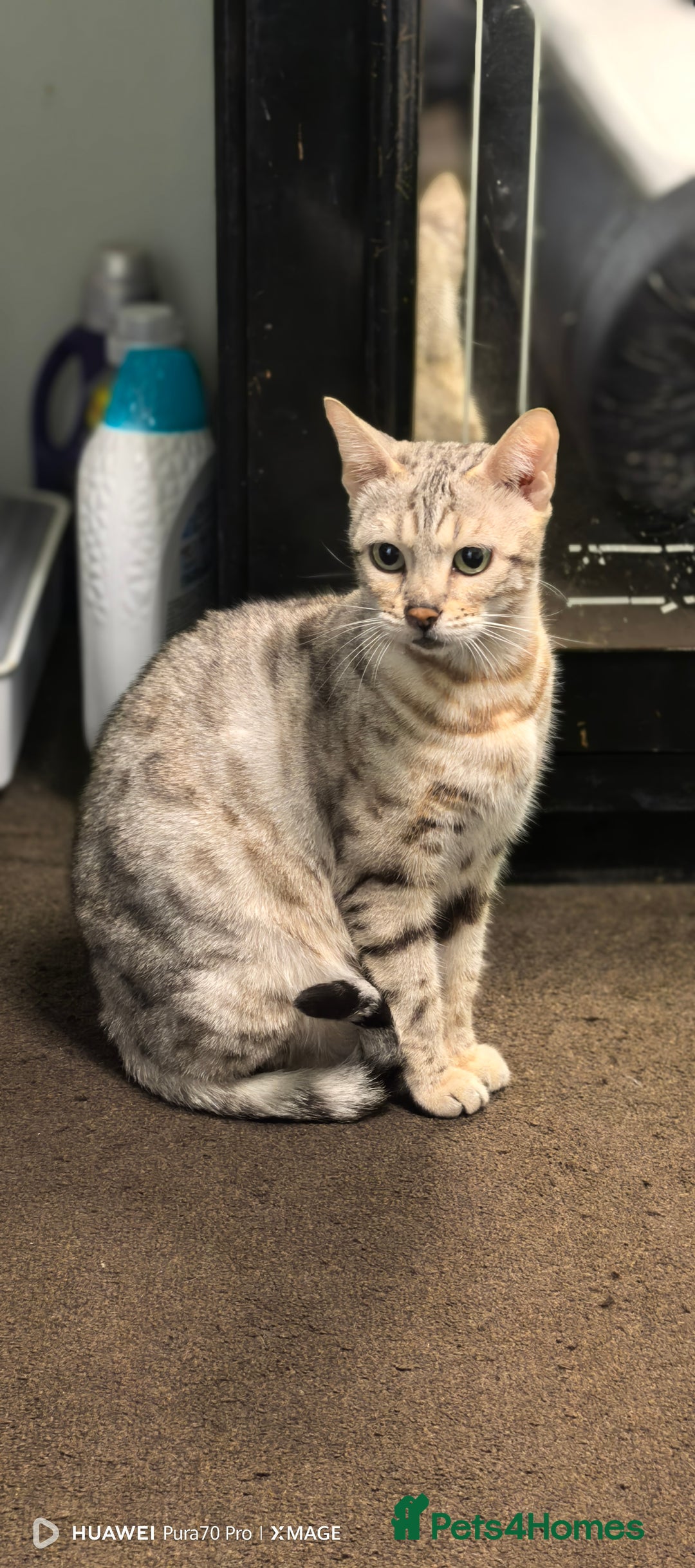 Bengal cats for sale: Bengal babies  - Advert 3