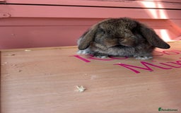 Mini Lop rabbits for sale: Show bloodline Miniature lop baby rabbits  - Image 6