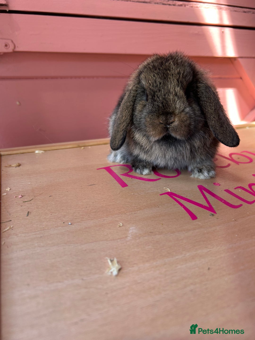 Mini Lop rabbits for sale: Show bloodline Miniature lop baby rabbits  - Image 6