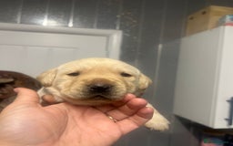 Labrador Retriever dogs for sale: Stunning Labrador puppys - Image 14