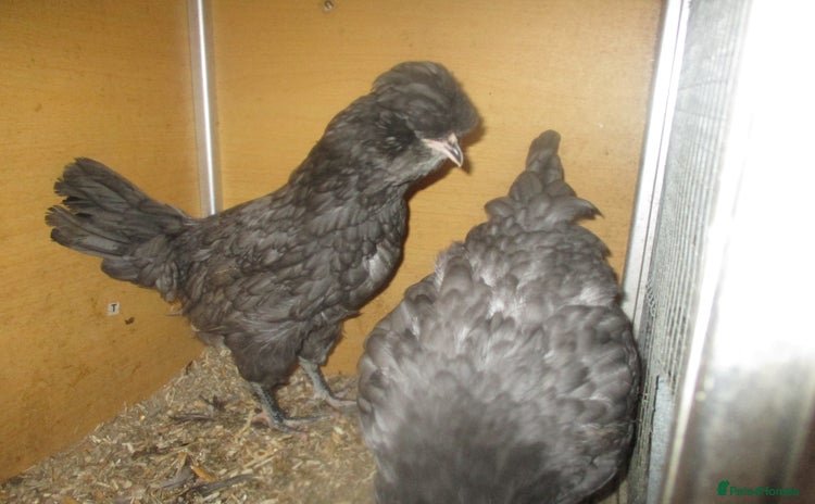 Chickens poultry - Advert 11
