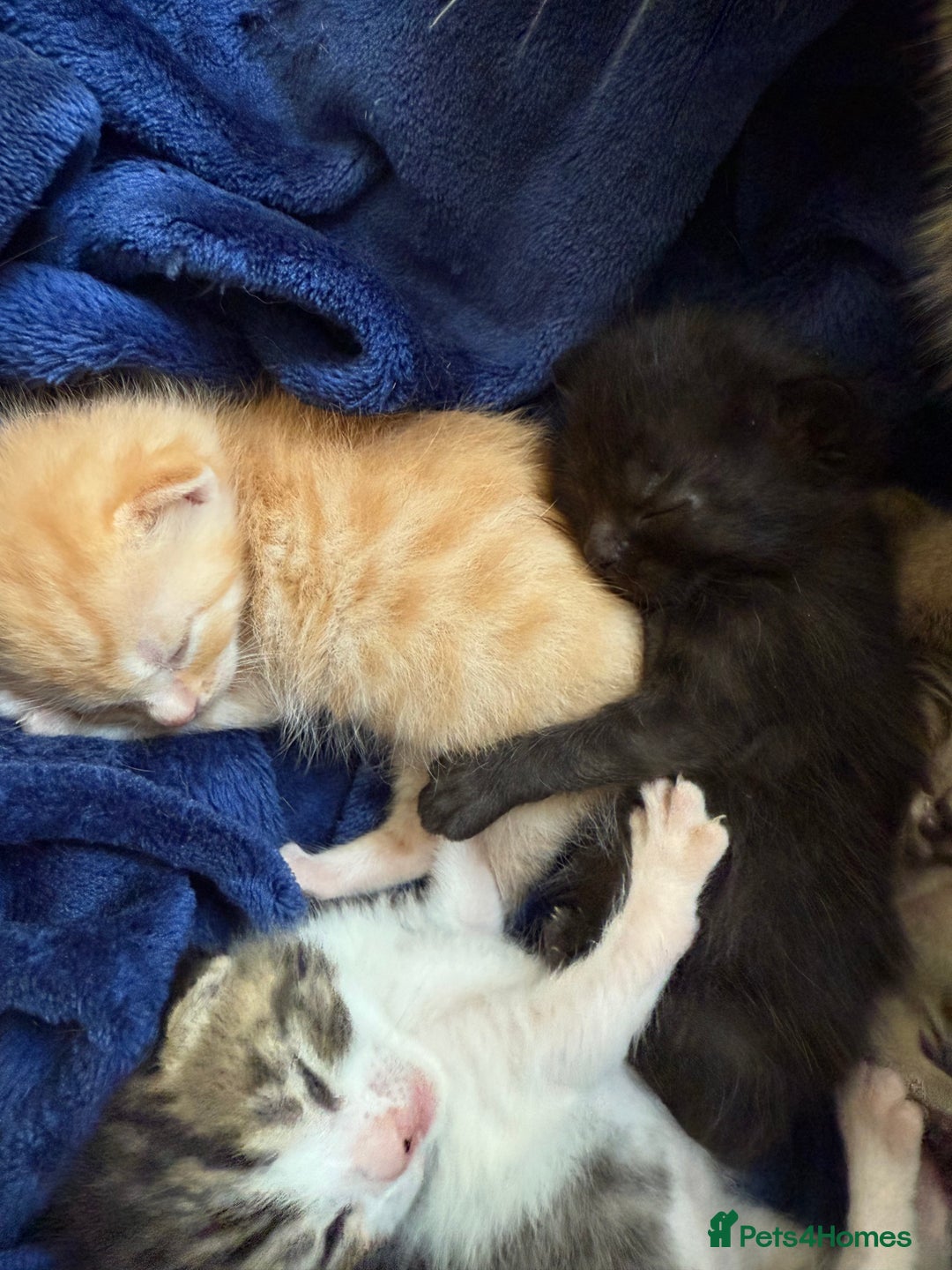 Domestic Shorthair cats for sale: Domestic Shorthair - Image 6