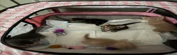Mixed Breed cats for sale: Five mixed breed - Advert 8