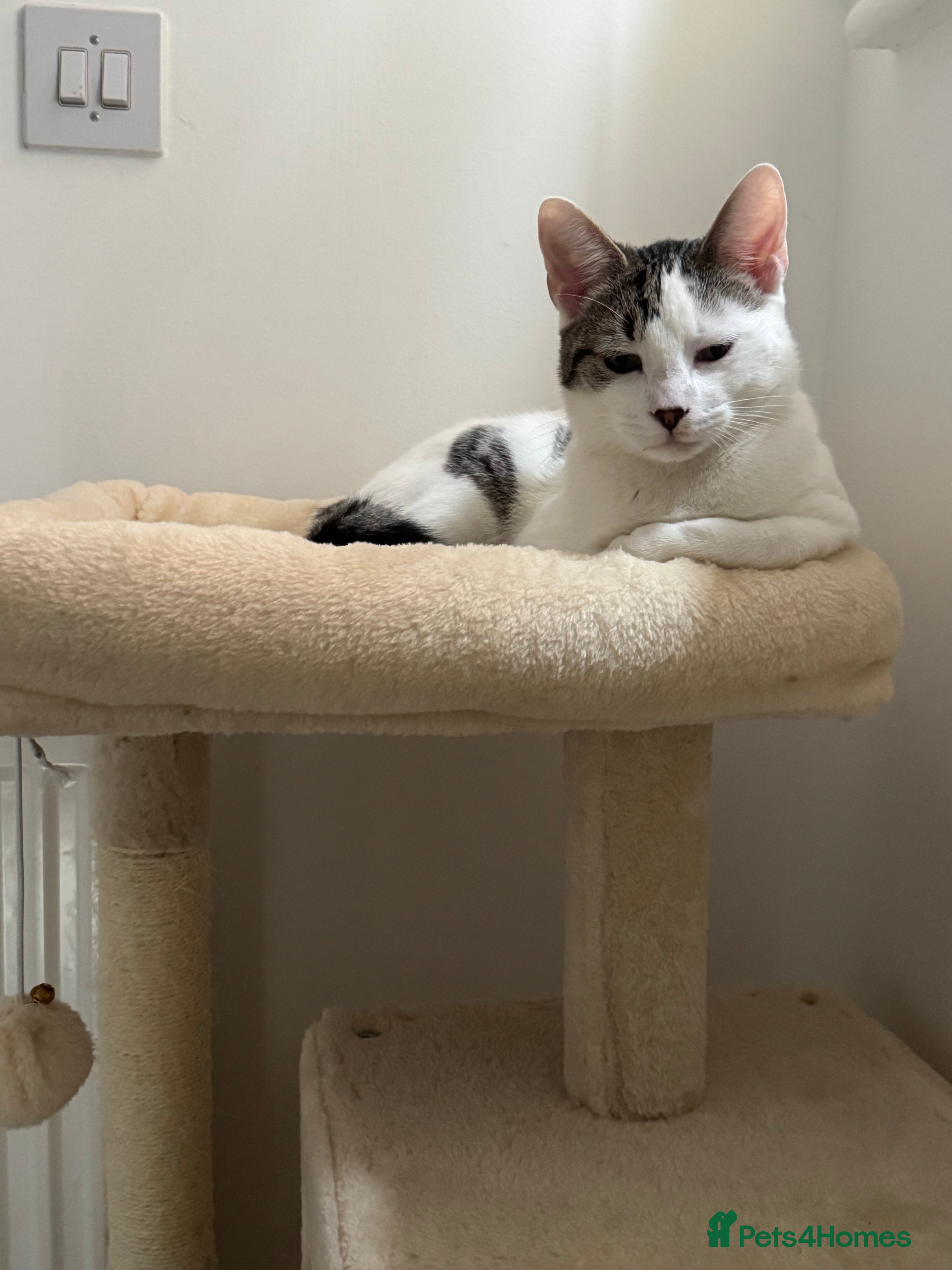 British Shorthair cats 7 month old British short hair kitten- white  - Advert 1