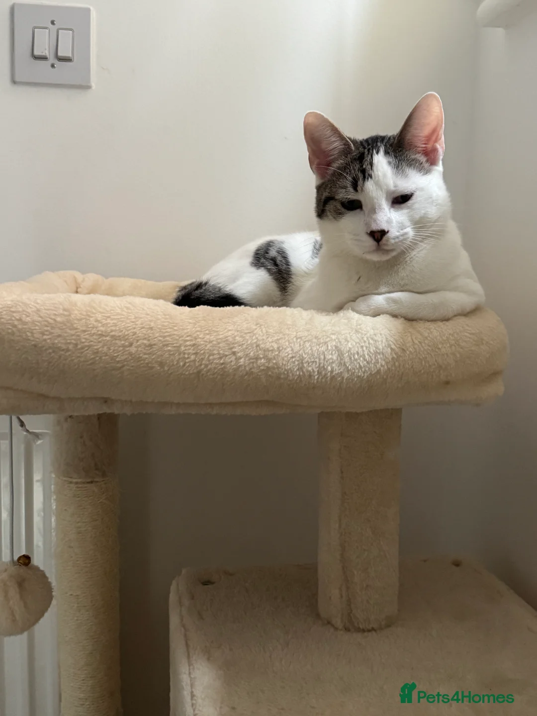 British Shorthair cats for sale: 7 month old British short hair kitten- white  - Advert 1