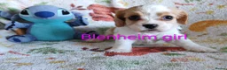 Mixed Breed dogs for sale: Beautiful Cavalier Mix Breed pups - Advert 3
