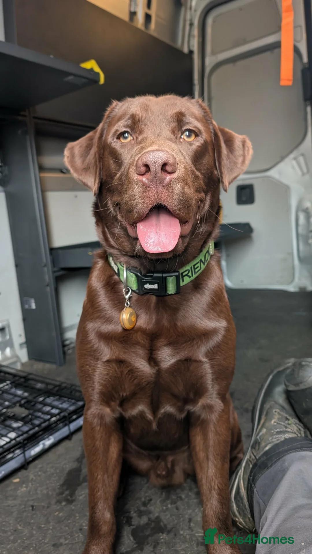Labrador Retriever dogs for stud: Chocolate Labrador retriever stud  - Advert 1