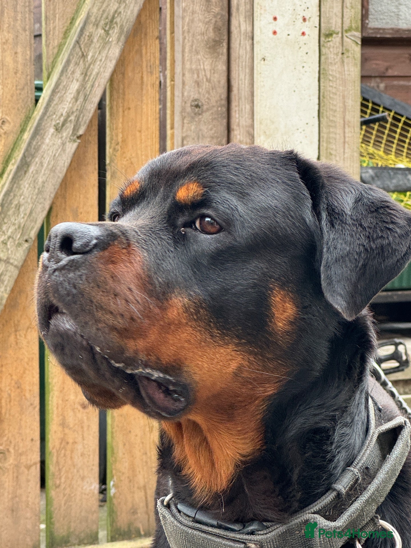 Rottweiler dogs Handsome Male Rottweiler – Available at Stud - Advert 2