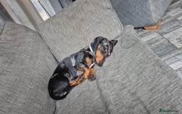 Dachshund dogs for stud: Slinky broomhead - Image 3