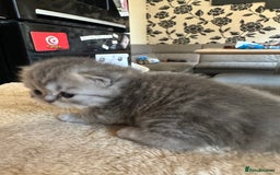 Persian cats for sale: 2 stunning pure pedigree Persian chinchilla kitten - Image 16