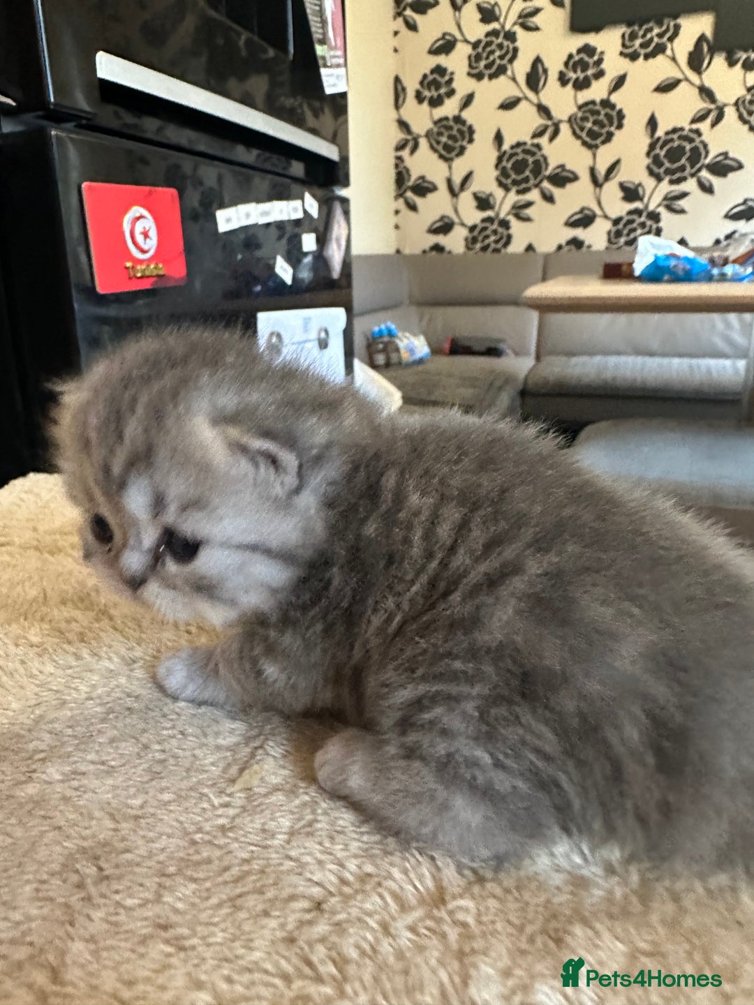 Persian cats for sale: 2 stunning pure pedigree Persian chinchilla kitten - Image 16