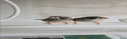 Finches birds for sale: Zebra finch pair with cage - Advert 1
