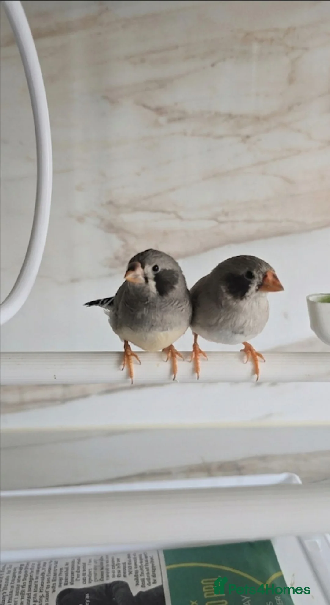 Finches birds for sale: Zebra finch pair with cage - Advert 1