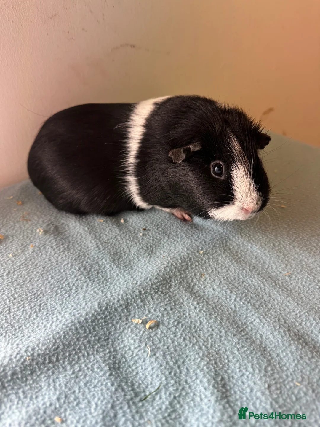 Guinea Pig rodents for sale: Female guinea pigs  - Advert 2