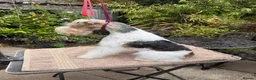 Fox Terrier dogs for sale: Young adult bitch. - Advert 4