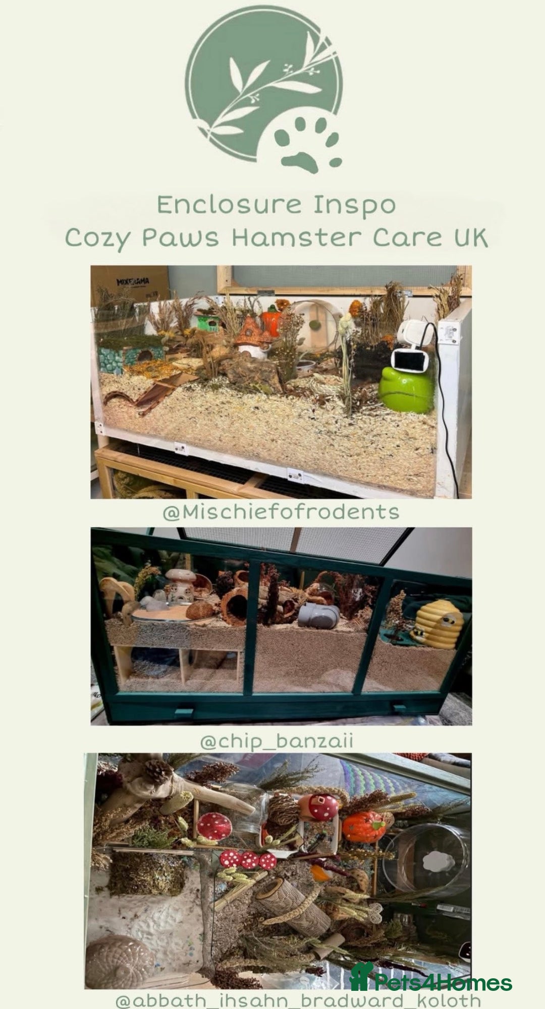 Hamster rodents for sale: 🐹 Sweet Tame Hamster! 🐹 - Advert 8