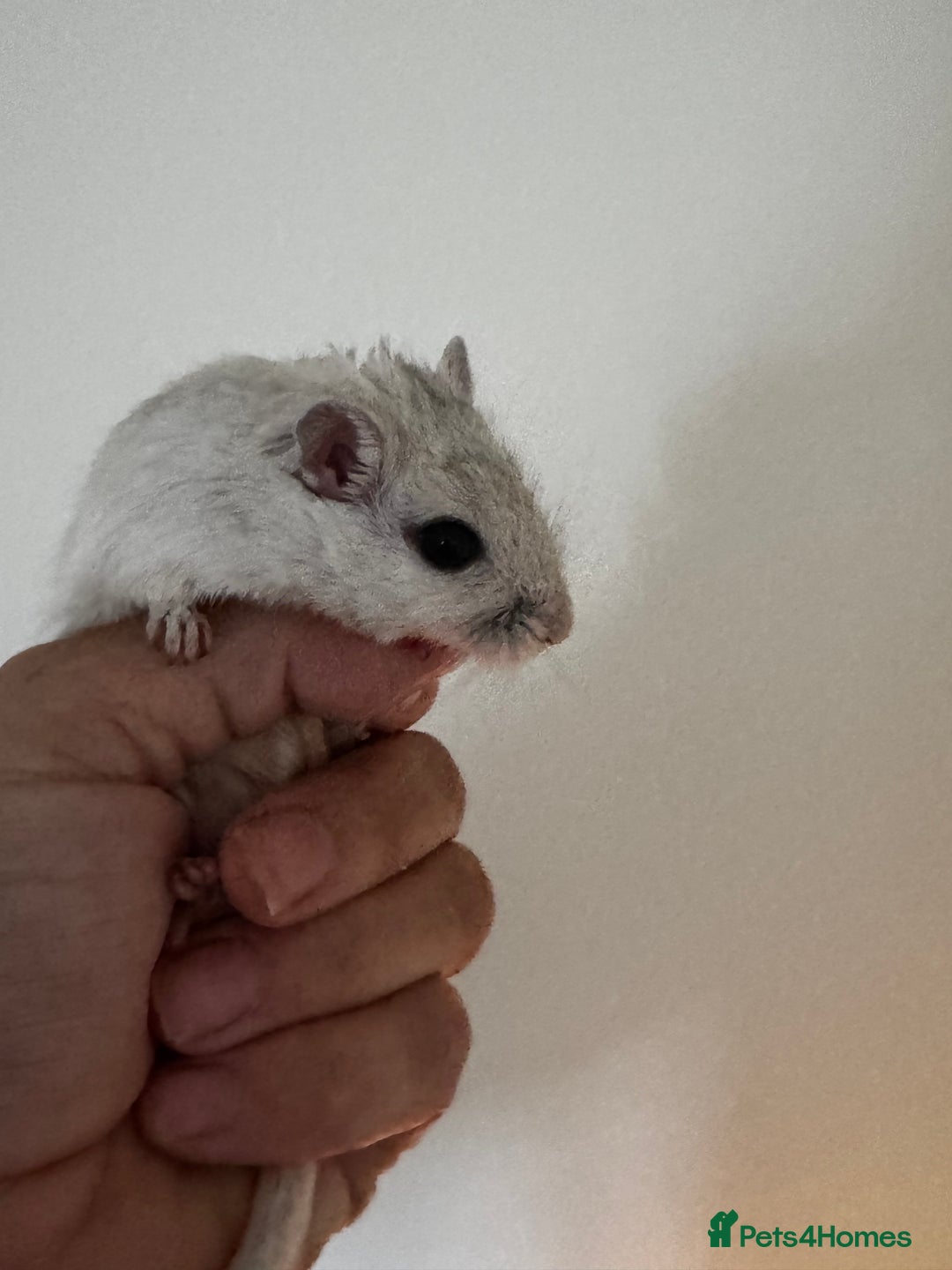 Gerbil rodents for sale: PAIR OF MALE GERBILS - 6mo tame 1 brown 1 white  - Image 6