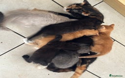 Mixed Breed cats for sale: Litter of mixed breed with British blue father  - Image 2