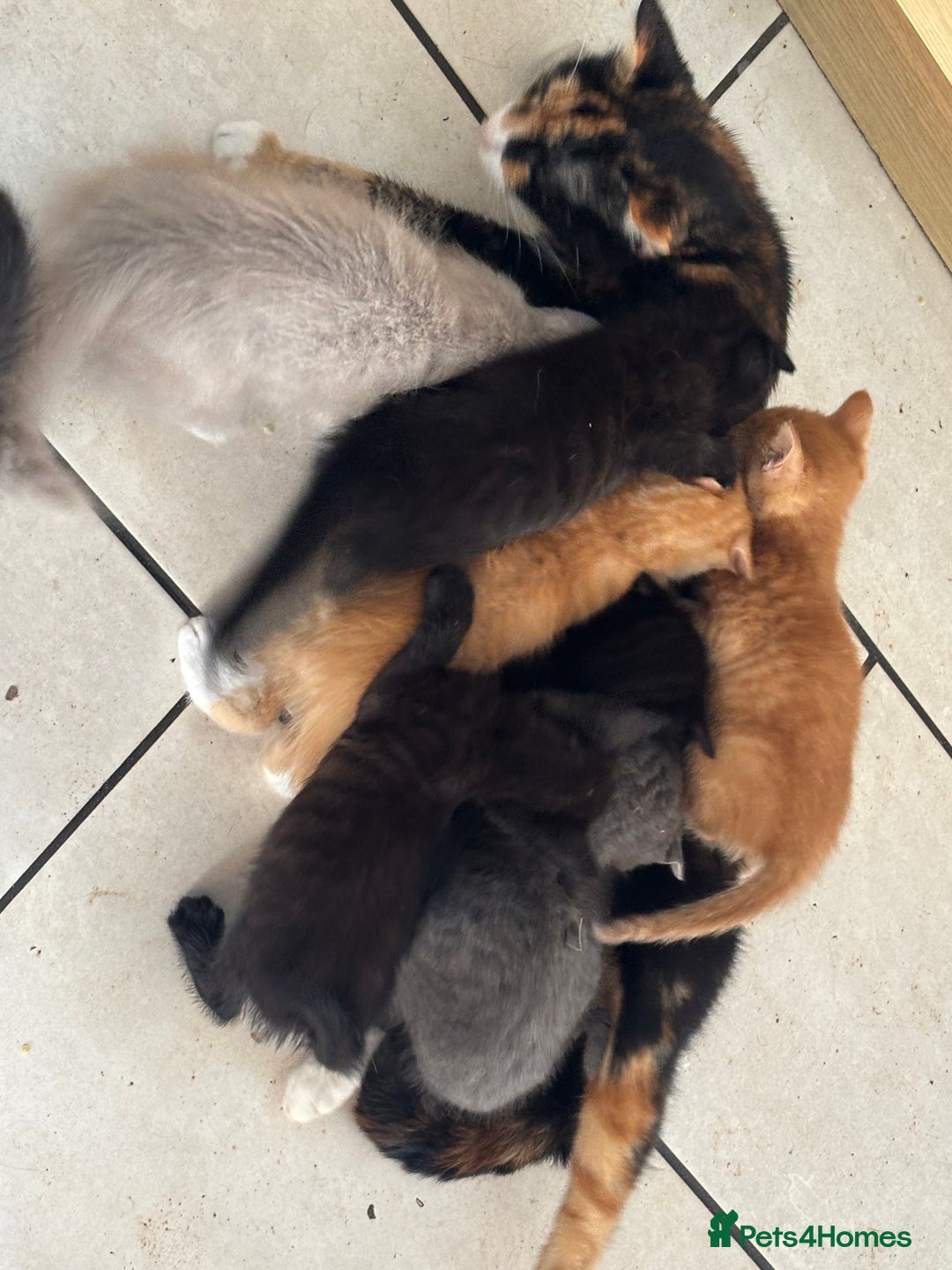 Mixed Breed cats for sale: Litter of mixed breed with British blue father  - Image 2