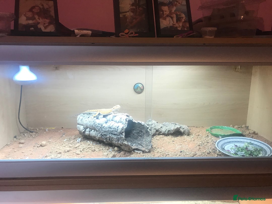 Lizard reptiles for sale: Baby rankin  - Image 4