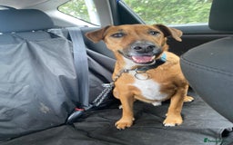 Mixed Breed dogs for sale: Koboar - 5 year old family dog - Image 1