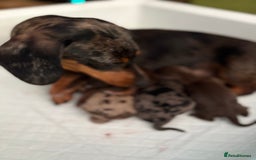 Miniature Dachshund dogs for sale: Miniature Daschund KC. PRA-OI-CRD-PRA-NCL - Image 35