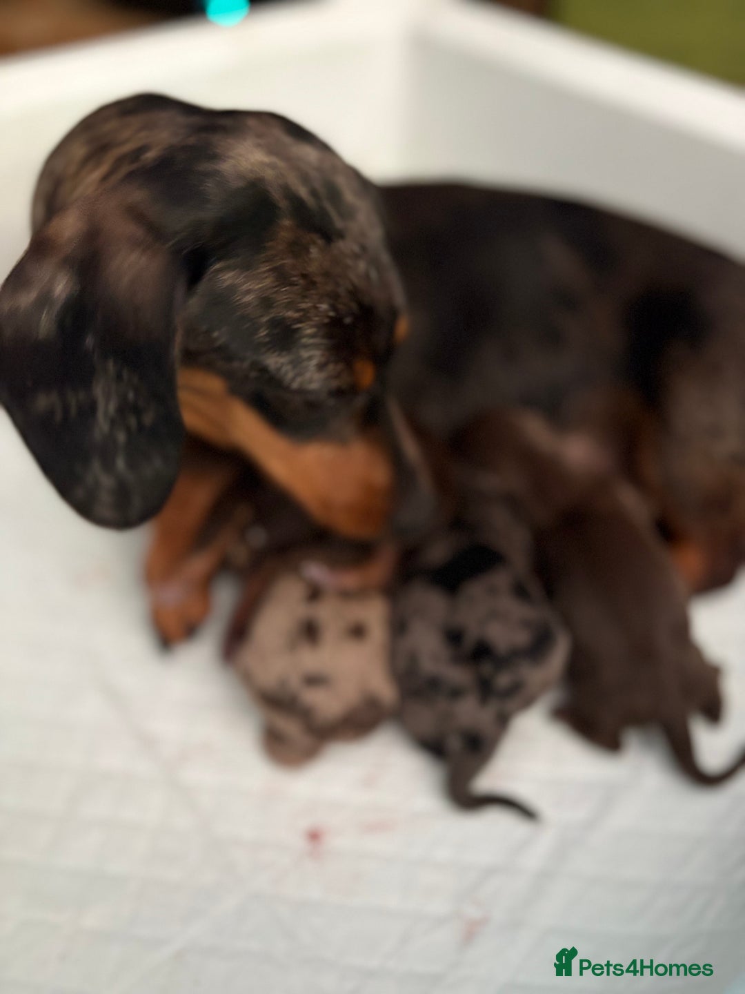 Miniature Dachshund dogs for sale: Miniature Daschund KC. PRA-OI-CRD-PRA-NCL - Image 35