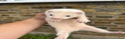 Ferret rodents for sale: Ferret kits  - Advert 3