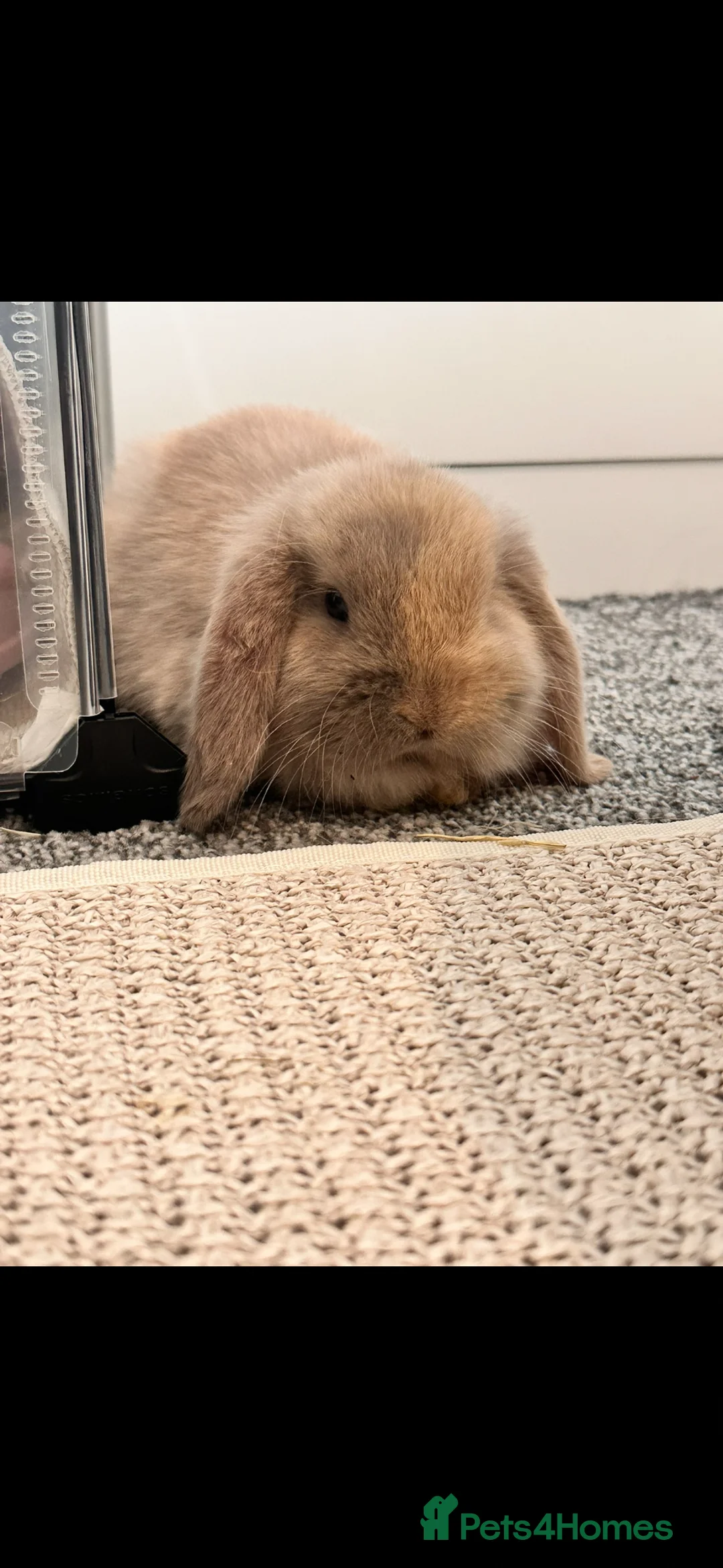 Mini Lop rabbits for sale: 2 mini lop bunny’s  in Gravesend - Advert 3