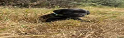 Springador dogs for sale: Beautiful Springador Puppies  - Advert 8