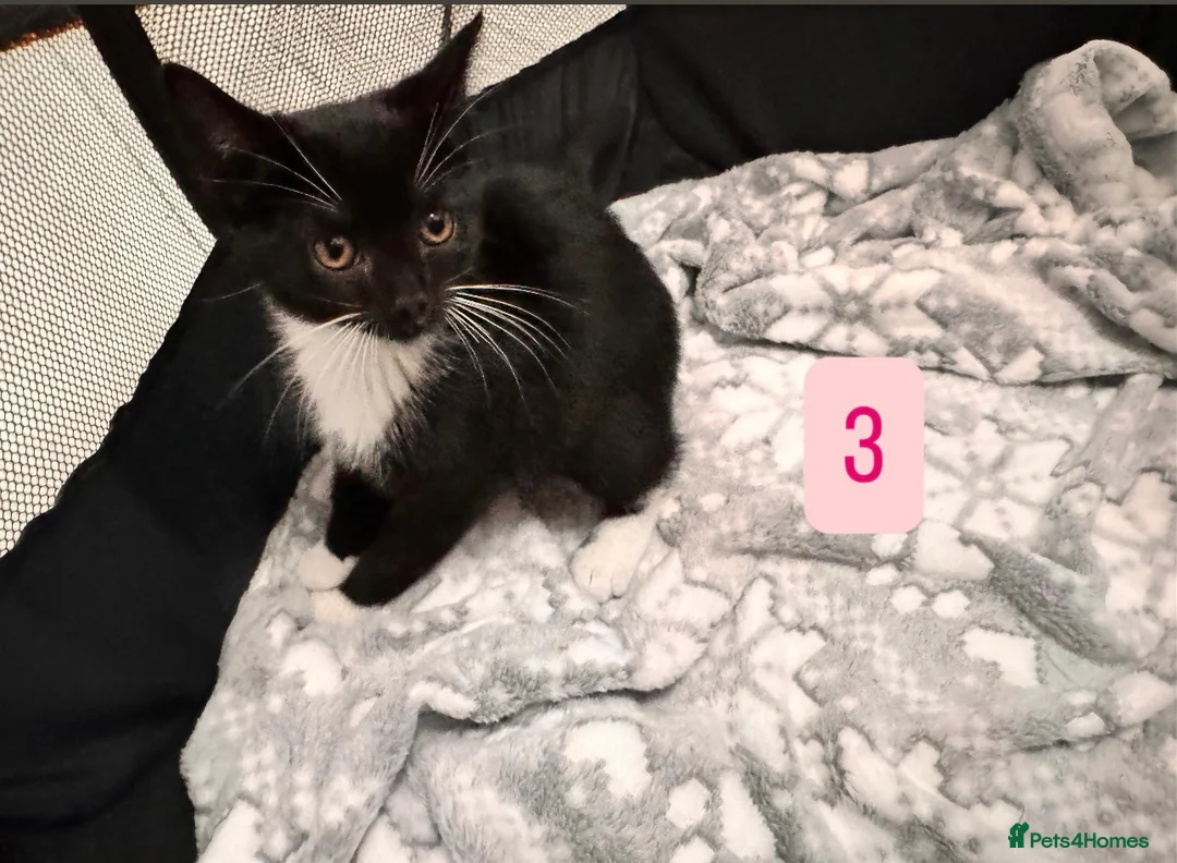 Mixed Breed cats for sale: Tabby Kittens available  - Advert 10